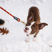 Flowfold Trailmate Recycled Climbing Rope 4 Foot Dog Leash Weather & Water Resistant Dog Leash Made in USA 